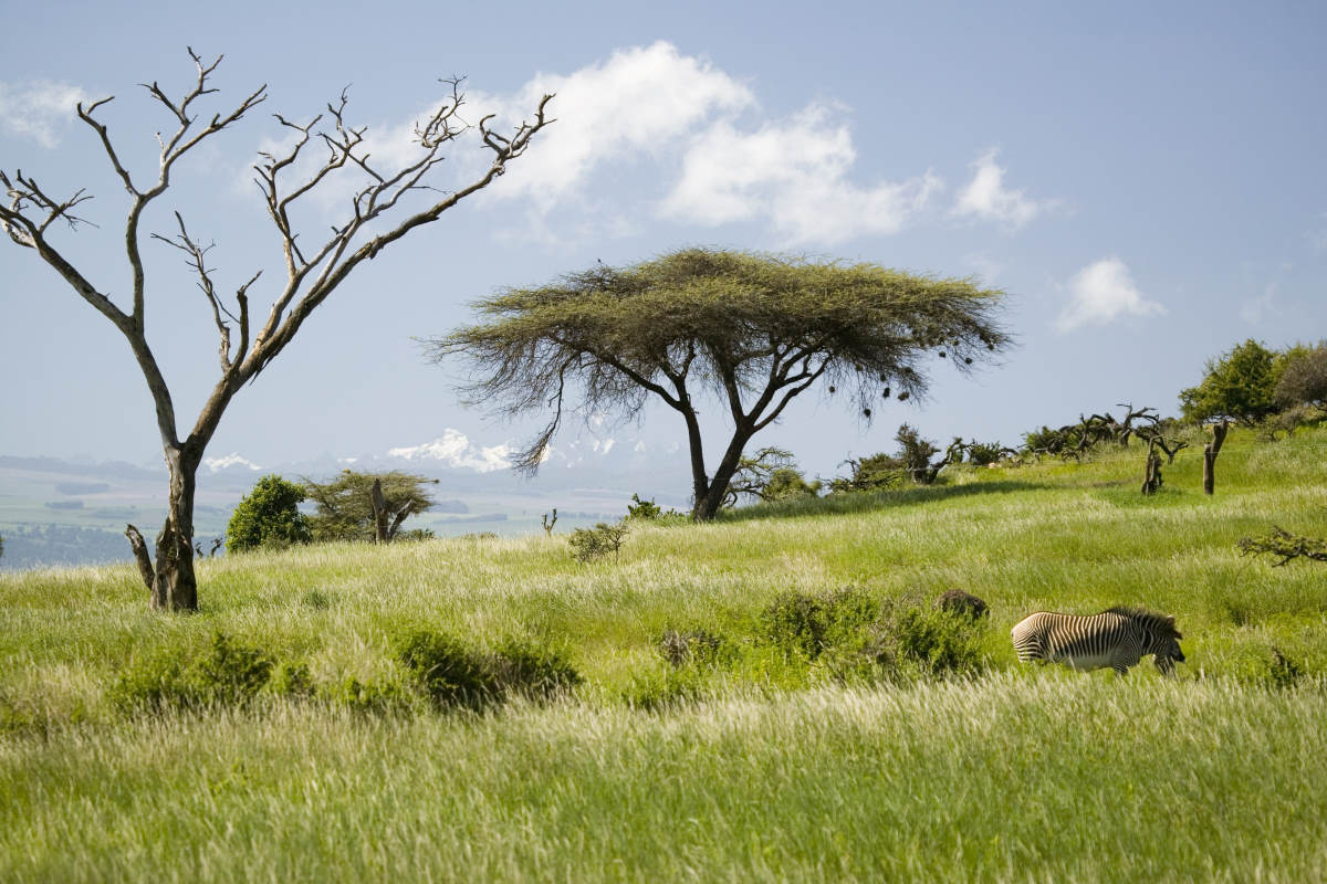 Mount Kenya-Lewa Wildlife Conservancy