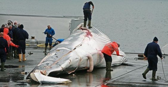 balene caccia islanda