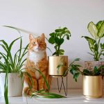 gatti piante