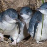 pnguini estinzione little penguins