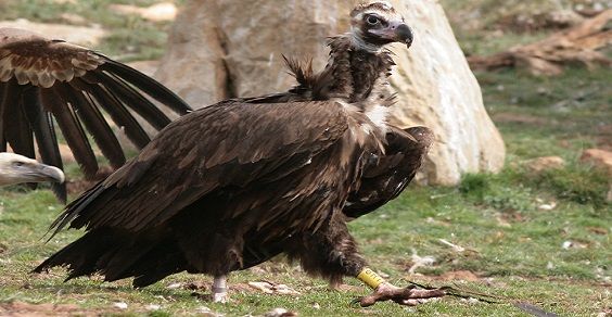 Avvoltoio monaco Fulvio Genero