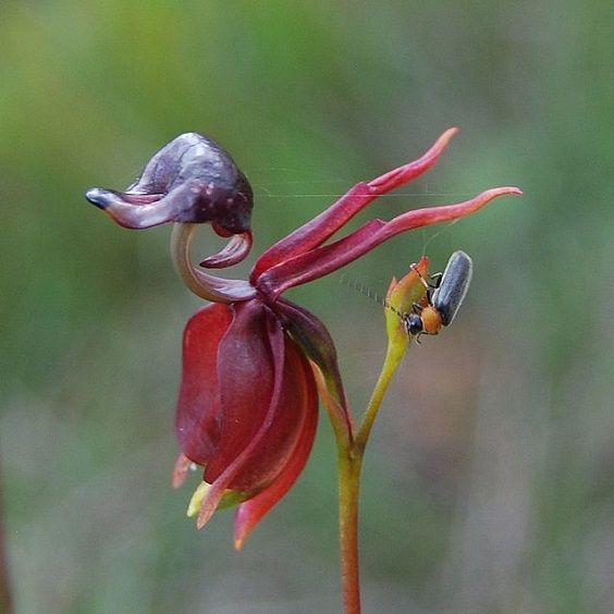 Flying-Duck-Orchid2