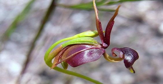 Flying-Duck-Orchid5