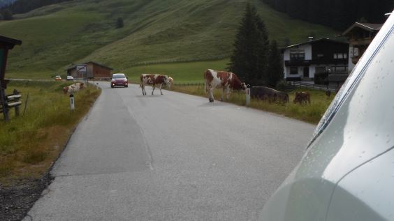 Mucche in strada presso Zell Am Ziller