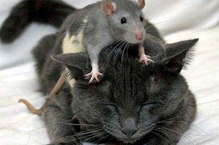 Rat-and-Cat