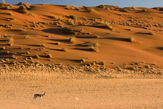 Springbok Antelope Sossusvlei Namib Desert Namibia
