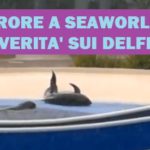 sea world DELFINI