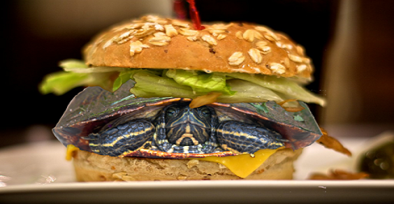 turtle burger