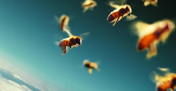 api un mondo in pericolo