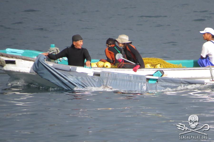 delfini taiji 2013 3