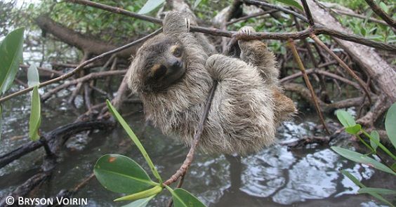 0920-baby-pygmy-sloth