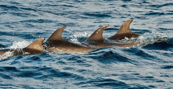 2.delfini sardegna