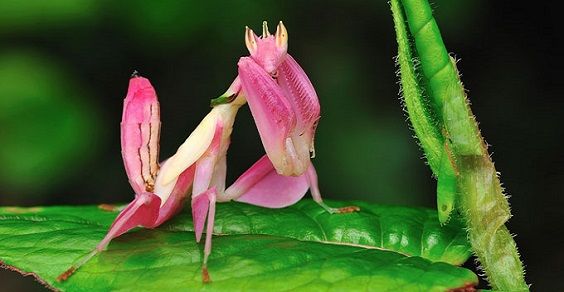 Orchid-mantis