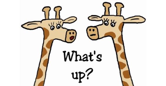 giraffa wats up