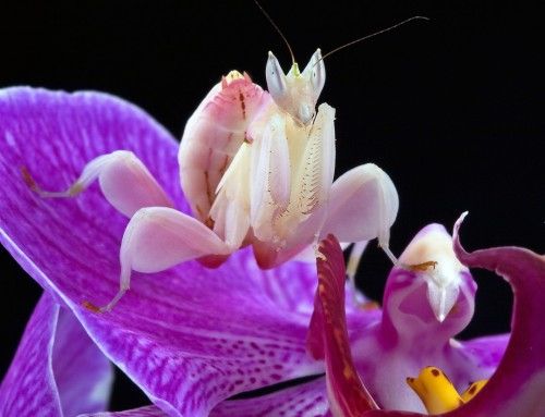 mantide orchidea1