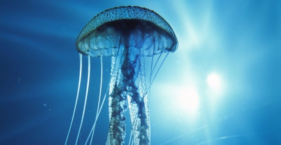 medusa nucleare