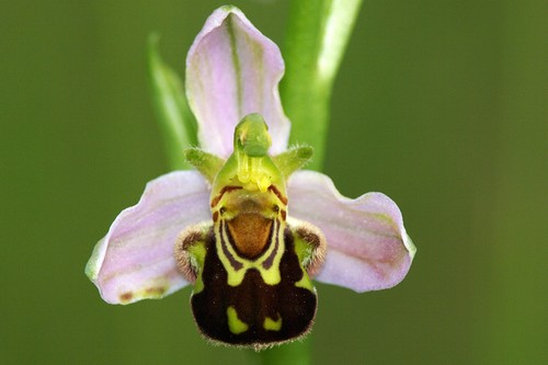 ophrys apifera 4
