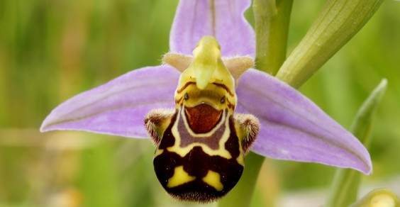 ophrys apifera cover