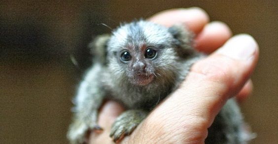 pygmy-marmoset-7