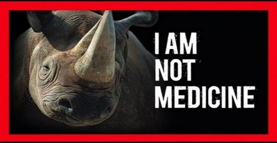 rinoceronte medicina