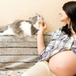 gatti gravidanza