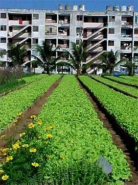 agricoltura urbana a cuba