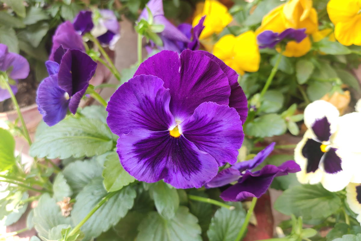 viola hortensis