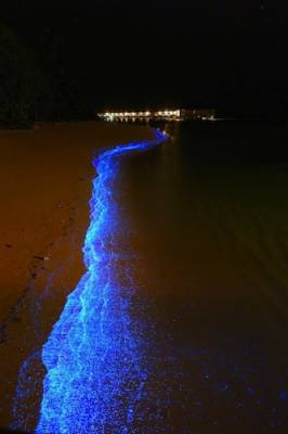 b2ap3_thumbnail_bioluminescent-phytoplankton-glowing-organism-will-ho-1.jpg