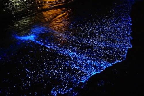 b2ap3_thumbnail_bioluminescent-phytoplankton-glowing-organism-will-ho-8.jpg