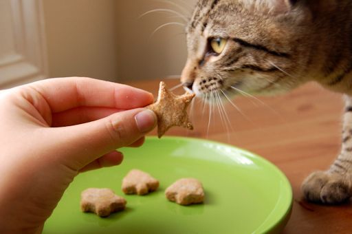 biscotti per gatti 3