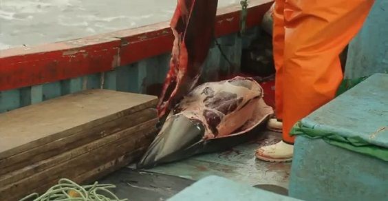 carne delfino taiwan