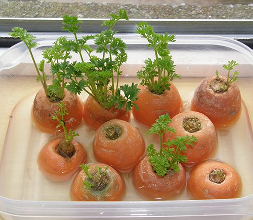 carote scarti semi