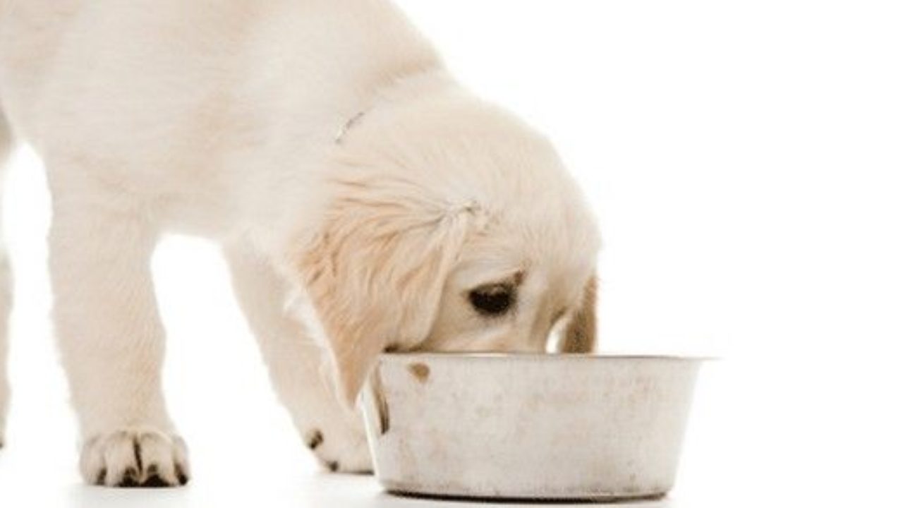 10 Alimenti Da Non Dare Mai Ai Nostri Cani Greenmeit
