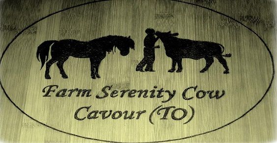 farm serenity cow