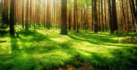 foreste riscaldamento globale