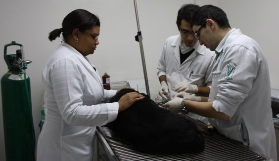 ospedale veterinario brasile