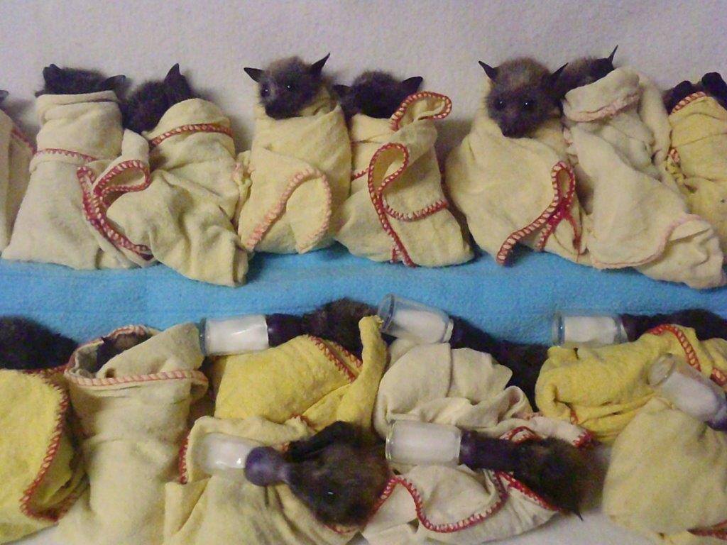 pipistrelli australia2