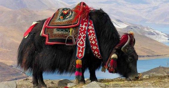 yak-in-tibet3