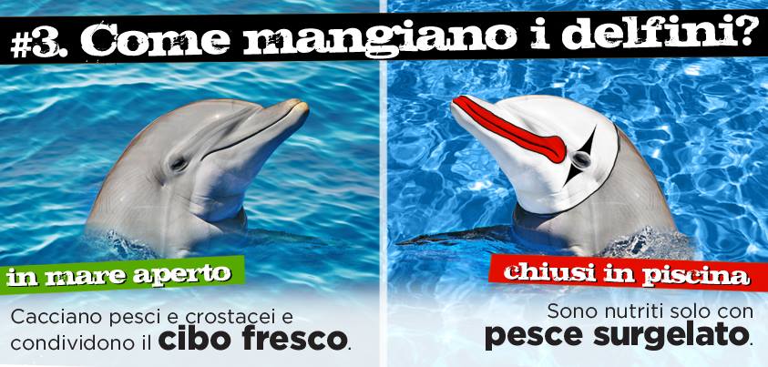 Liberta per i delfini 3