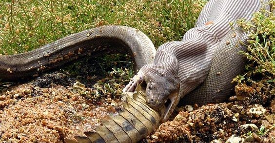 coccodrillo serpente