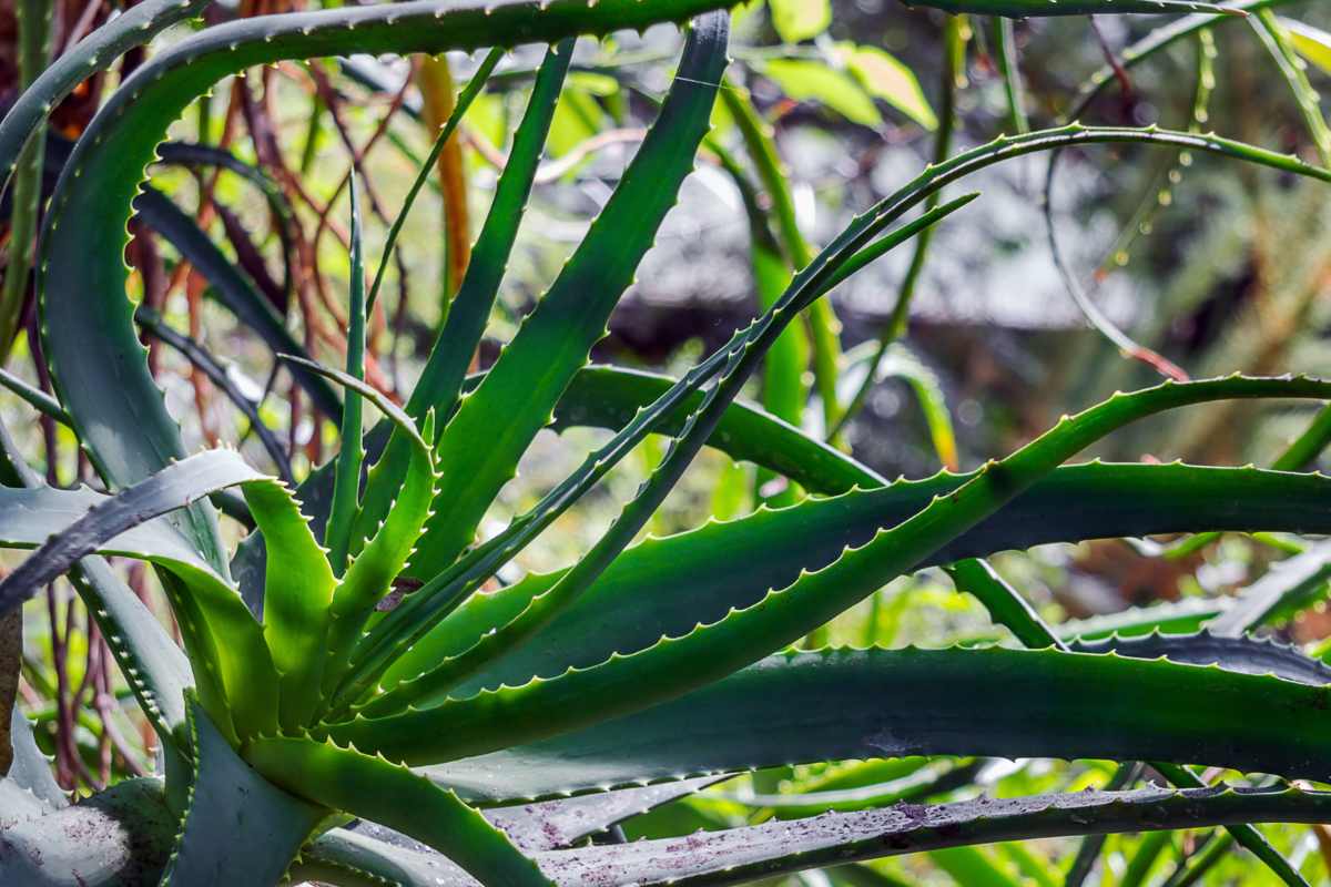 Aloe Humilis