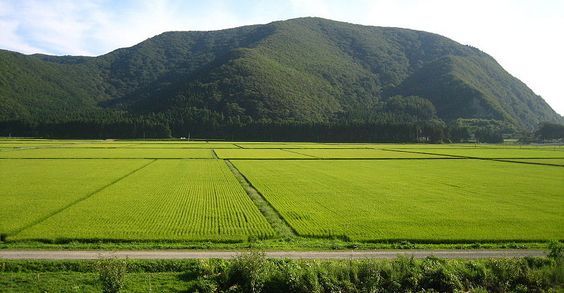 agricoltura fukushima