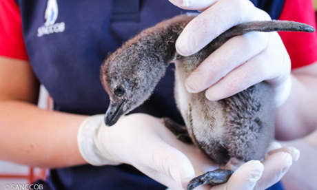 baby-penguin-chick-cared-for