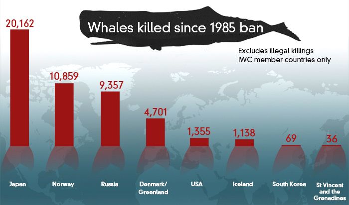 infografica balene