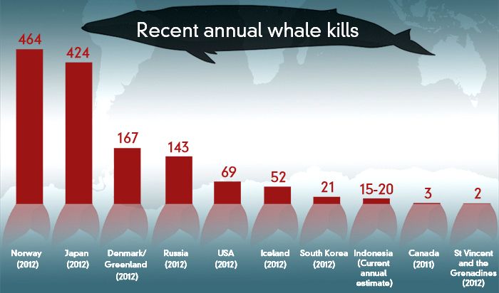 infografica balene 2