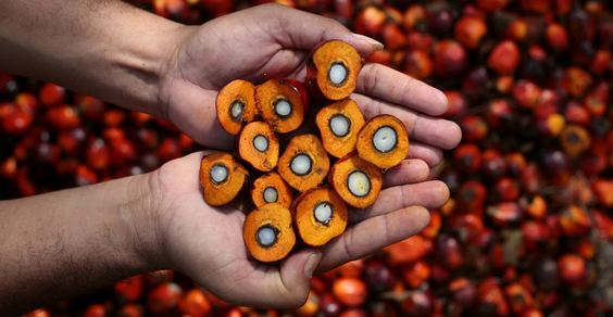 olio di palma hondupalma