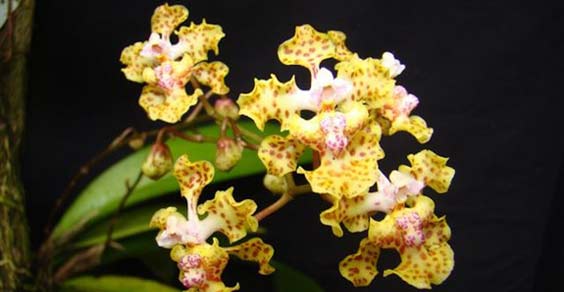 orchideanuova2
