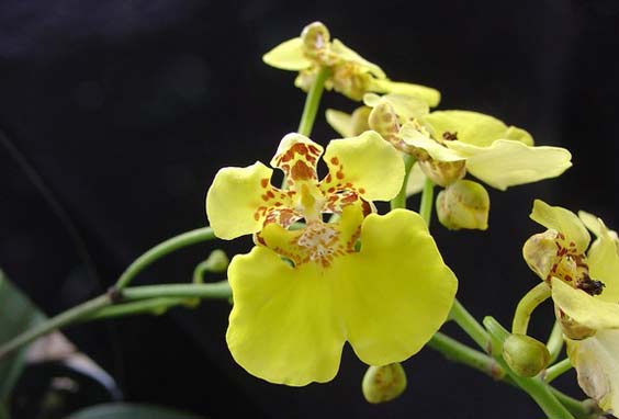 orchideanuova3