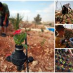 Quando dalle bombe nasce la vita- in Palestina crescono fiori dai contenitori dei gas lacrimogeni