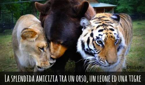 b2ap3_thumbnail_La-splendida-amicizia-tra-un-orso-un-leone-ed-una-tigre.jpg